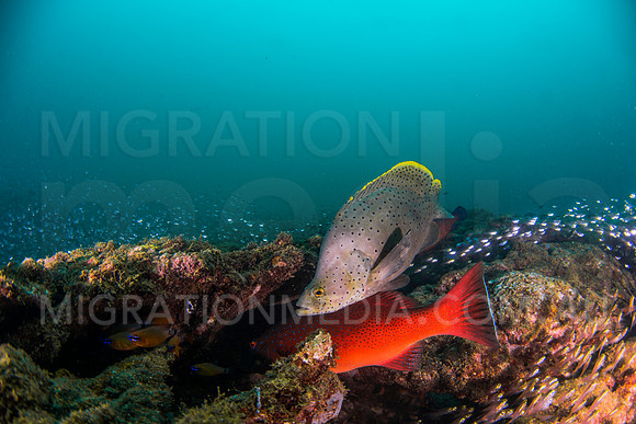Barramundi Cod with Coral Trout