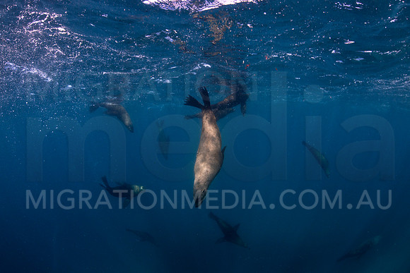 New Zealand Fur Seal Playing