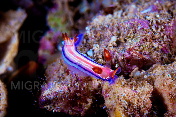 Pink Blue Dorid Nudibranch