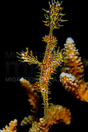 Yellow Red Ornate Ghost Pipefish Black Background