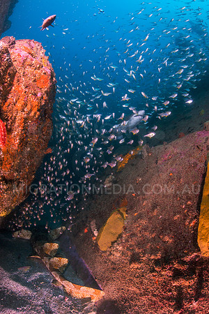 Sharks and Fish Scene