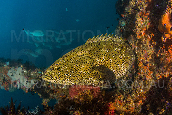 Grouper at Navy Pier
