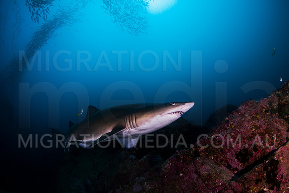 Grey Nurse Shark and Fish