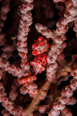 Moody Bargibanti Pygmy Seahorse Close