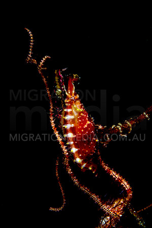 Red Cowrie Shell