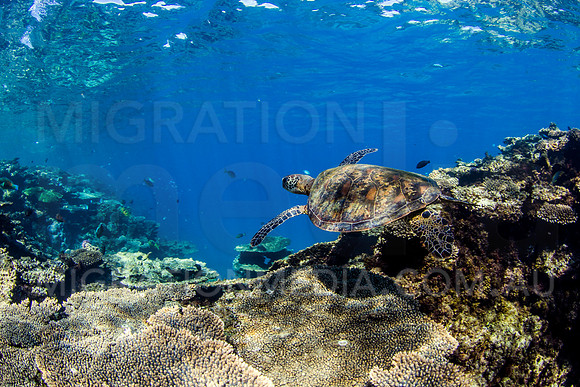 Green Turtle Plate Coral Scene