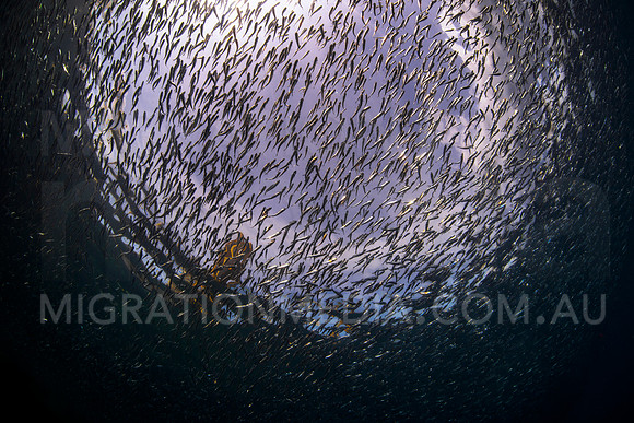 Baitfish Silhouette Under Jetty
