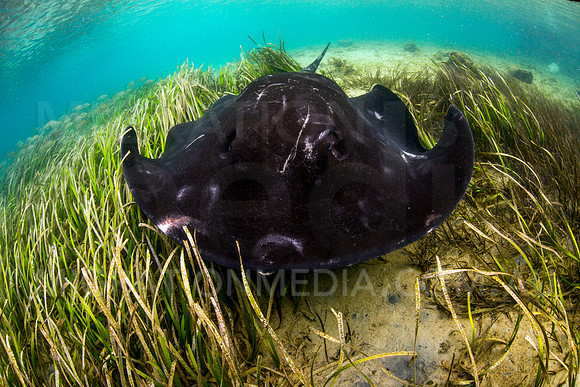 Shallow Bull Ray in Sea Grass