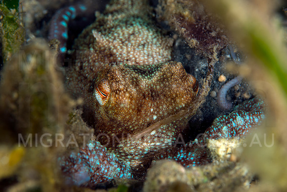 Octopus Hiding