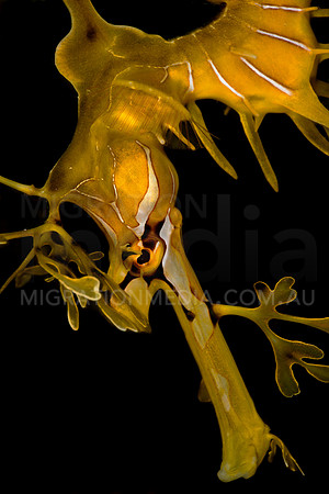 Leafy Sea Dragon Looking Down