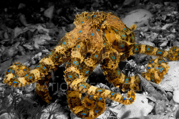 Blue-Ringed Octopus Pop