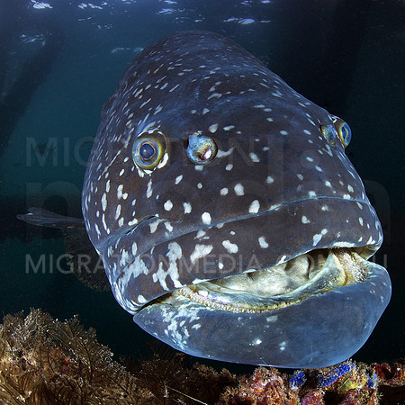 Giant Queensland Grouper Portrait