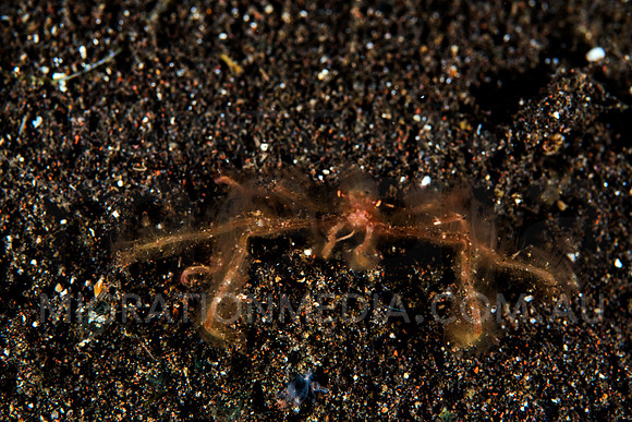 Spider Crab on Black Sand