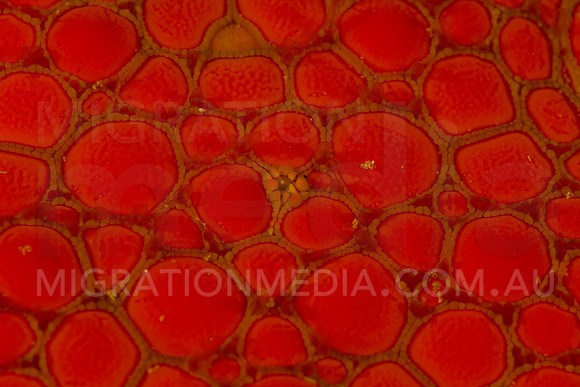Starfish Spots