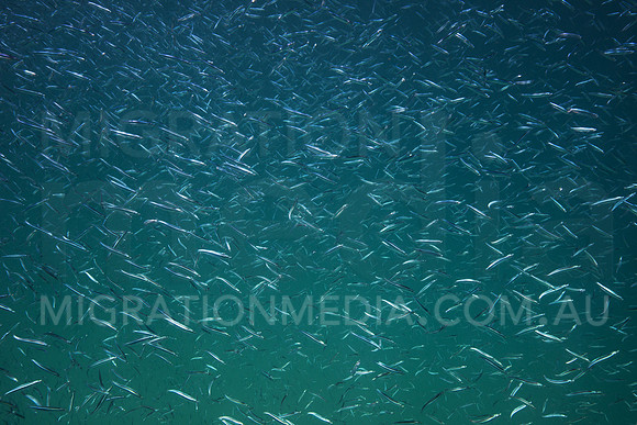 Anchovies