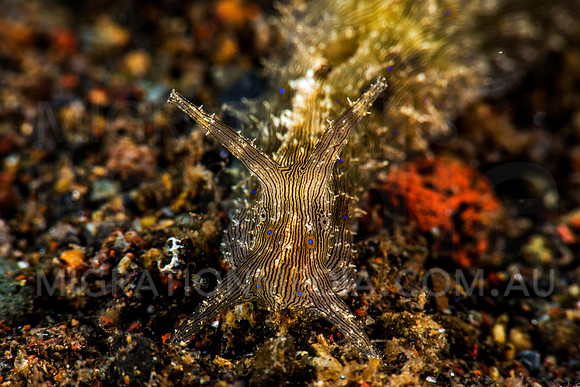 Sea Hare Face