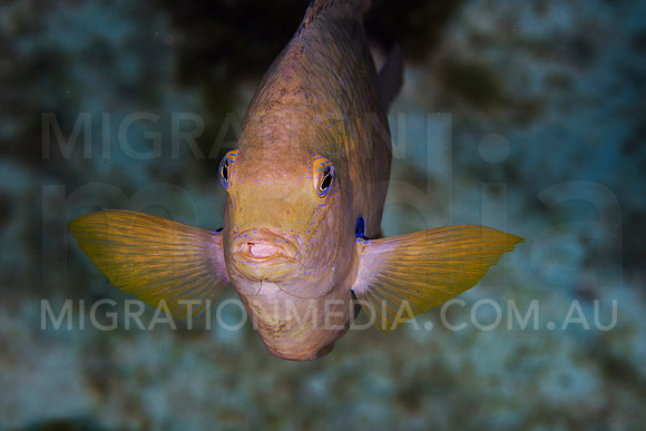 Farmer Damselfish