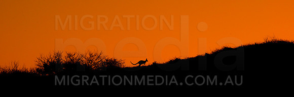 Kangaroo Silhouette