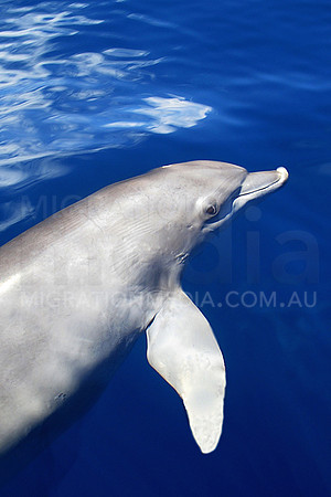 Bottlenose Dolphin Clear Blue Water