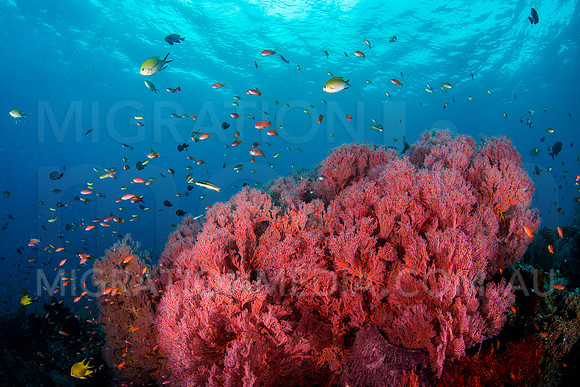 Large Pink Sea Fans