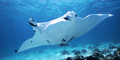 Manta Ray