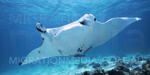 Manta Ray