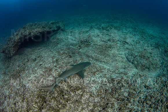 Lemon Shark Rocky Bottom