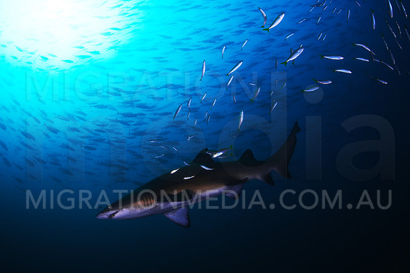 Grey Nurse Shark and Fish School