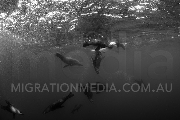 Herd of New Zealand Fur Seals B&W