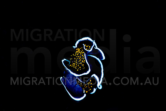 Gold dotted Flatworm Swimming (1)