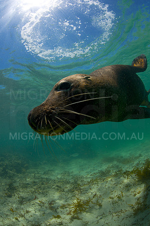 Australian Sea Lion Swim-By