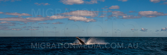 Humpback Whale Panoramic Breach