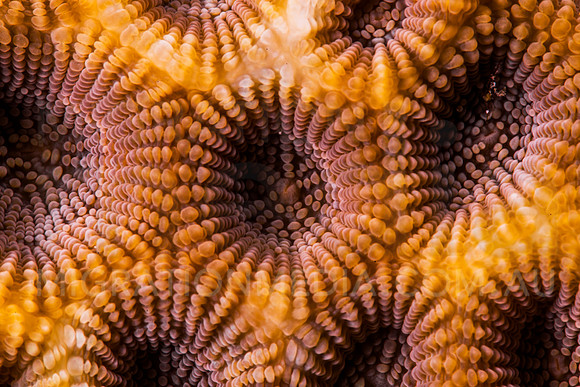 Honeycomb Coral