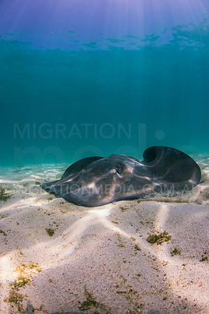 Smooth Stingray Foraging