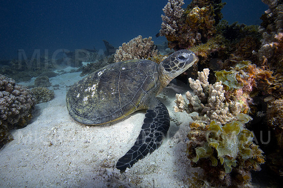 Green Turtle on Sand
