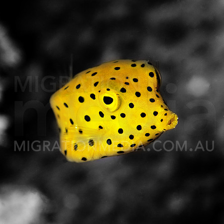 Boxfish Pop