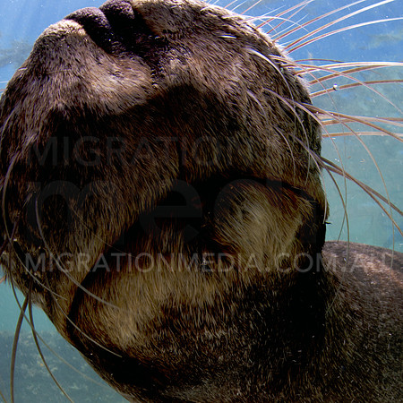 Australian Sea Lion Close-Up Sniff