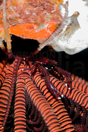 Red Crinoid Shrimp