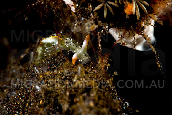 Thuridilla Nudibranch (1)