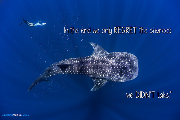Whale Shark with Freediver