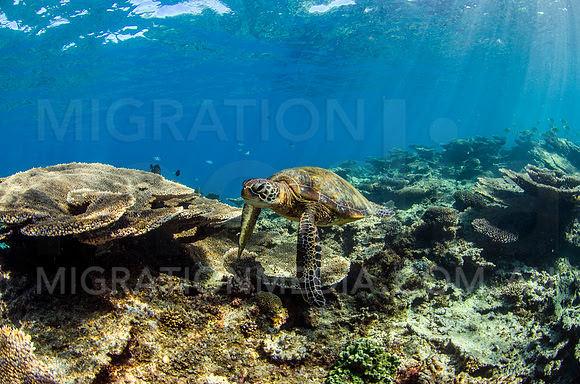 Green Turtle Investigating