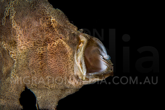 Frogfish Mouth Open