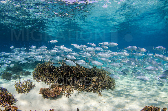 Schooling Trevally with Staghorn
