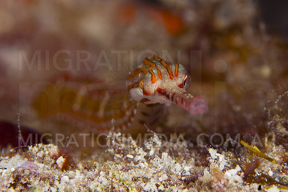 Orange-Spotted Pipefish