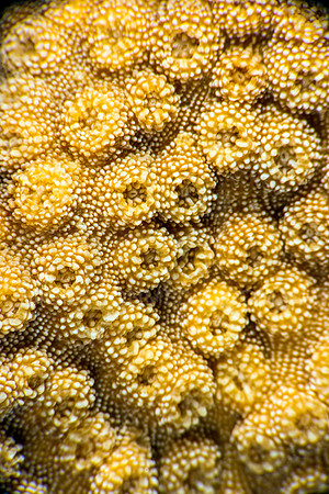 Large Coral Polyps