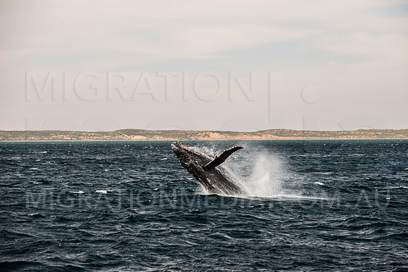 Humpback Whale Breaching Ningaloo Reef