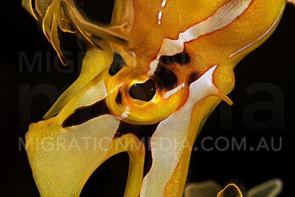 Leafy Sea Dragon Eye