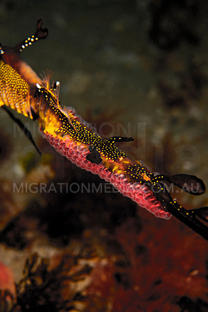 Weedy Sea Dragon with Eggs