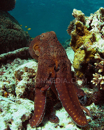Octopus Moving