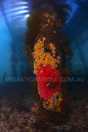 Jetty Pillon